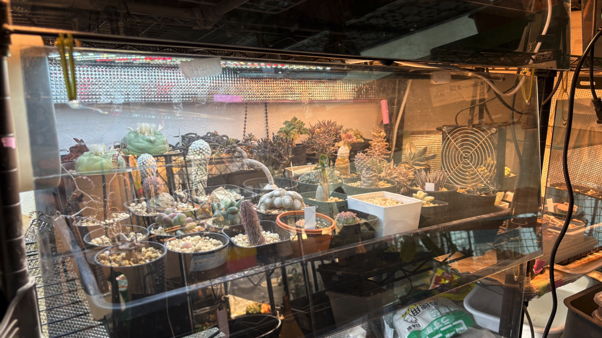 書斎の一角に設られた栽培ゾーン