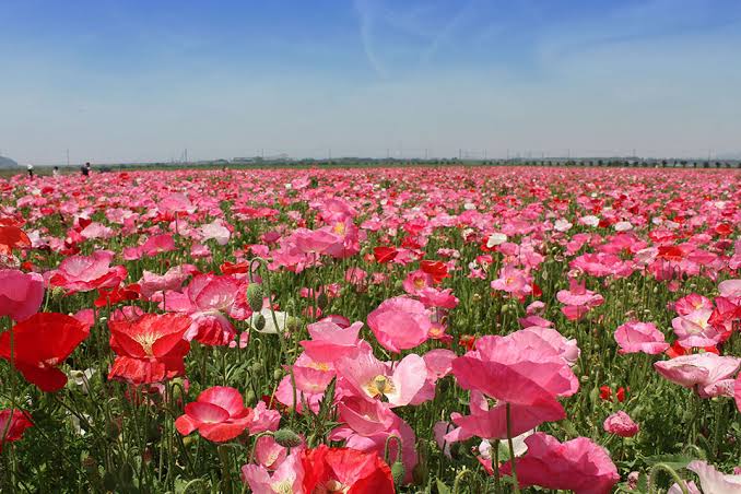 f:id:riichanhouse:20200417191708j:plain f:id:riichanhouse:20200417191708j:plain