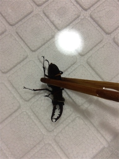 f:id:rika-hongo:20180830225112j:image f:id:rika-hongo:20180830225112j:image