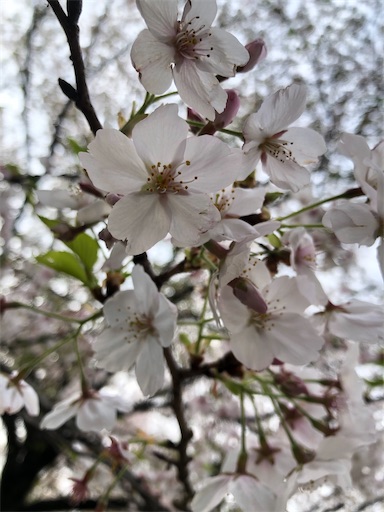 f:id:rika-hongo:20200416011012j:image f:id:rika-hongo:20200416011012j:image