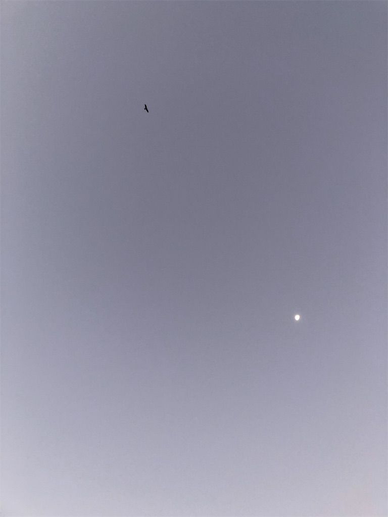 f:id:rika-hongo:20201217144427j:image f:id:rika-hongo:20201217144427j:image
