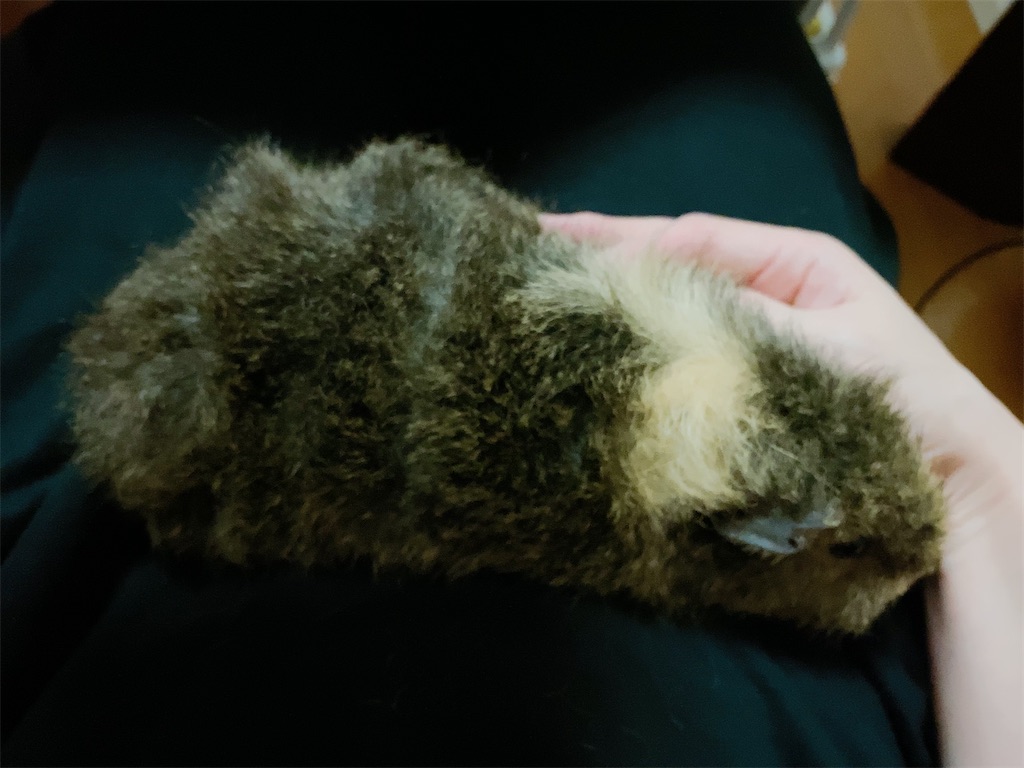 f:id:rika0401joy:20210605154304j:image f:id:rika0401joy:20210605154304j:image