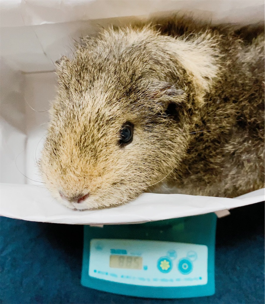 f:id:rika0401joy:20210605154316j:image f:id:rika0401joy:20210605154316j:image