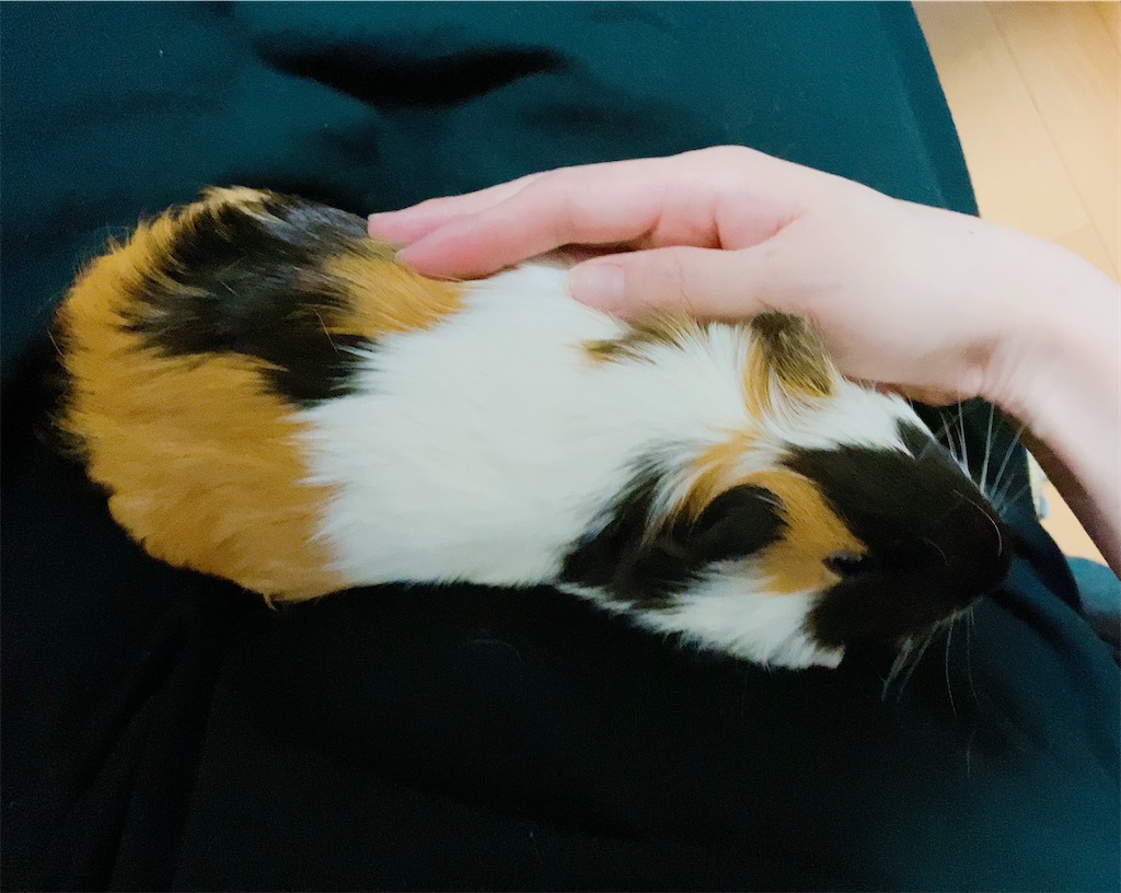 f:id:rika0401joy:20210624111752j:image f:id:rika0401joy:20210624111752j:image