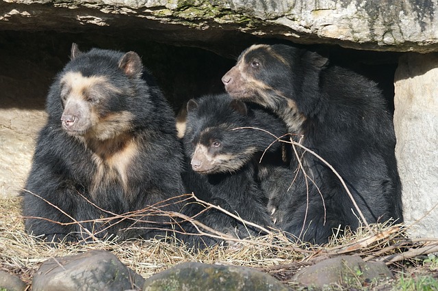 空洞にいる3匹のメガネグマ