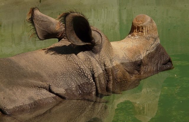 水につかるインドサイの上半身