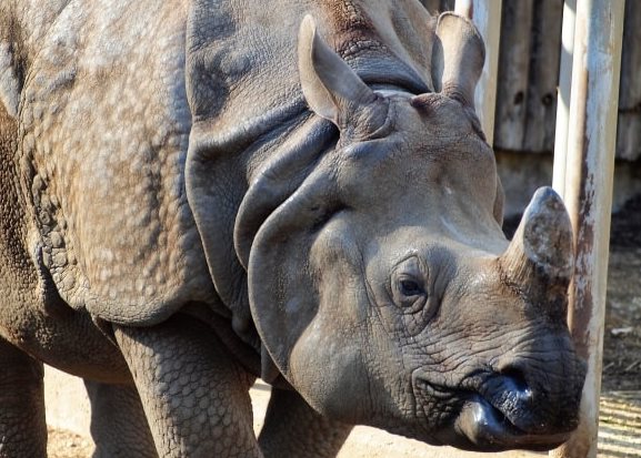 インドサイの上半身