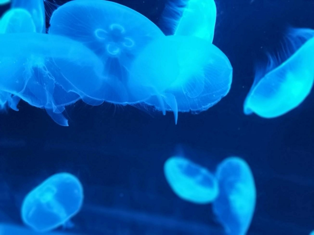 都会の真ん中にある静けさ 京都水族館に一人で行ってきた 理系 苦学部