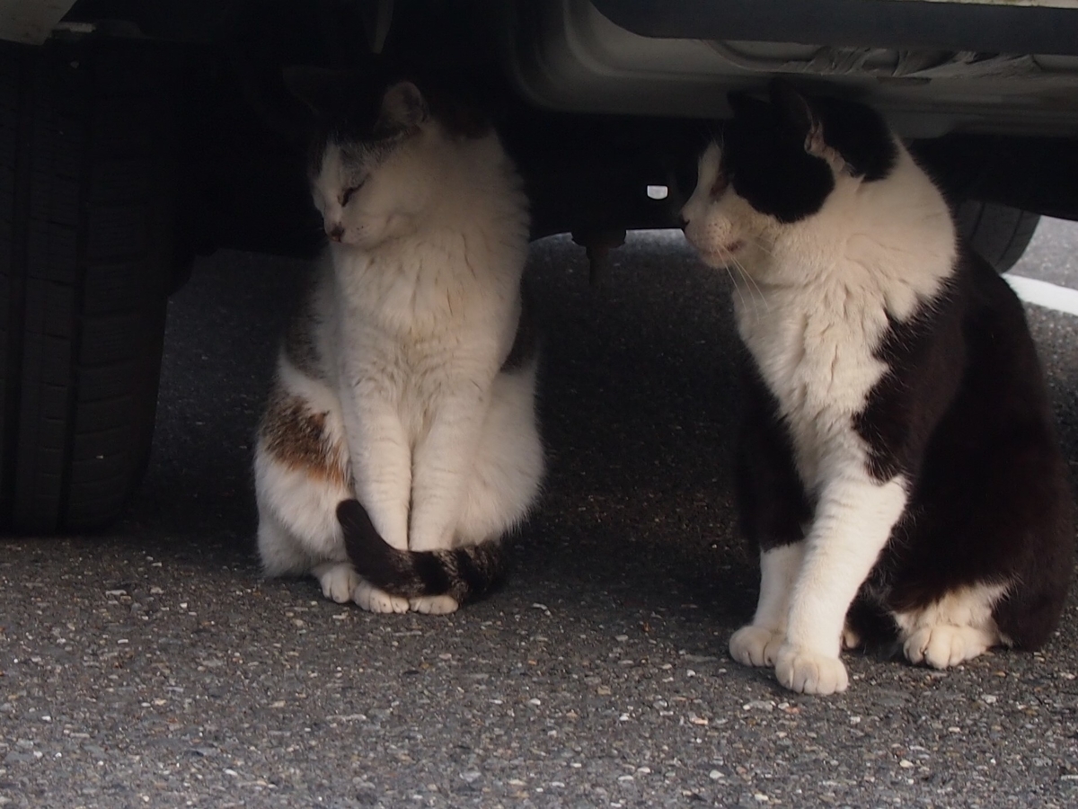 城ケ崎公園　ねこ