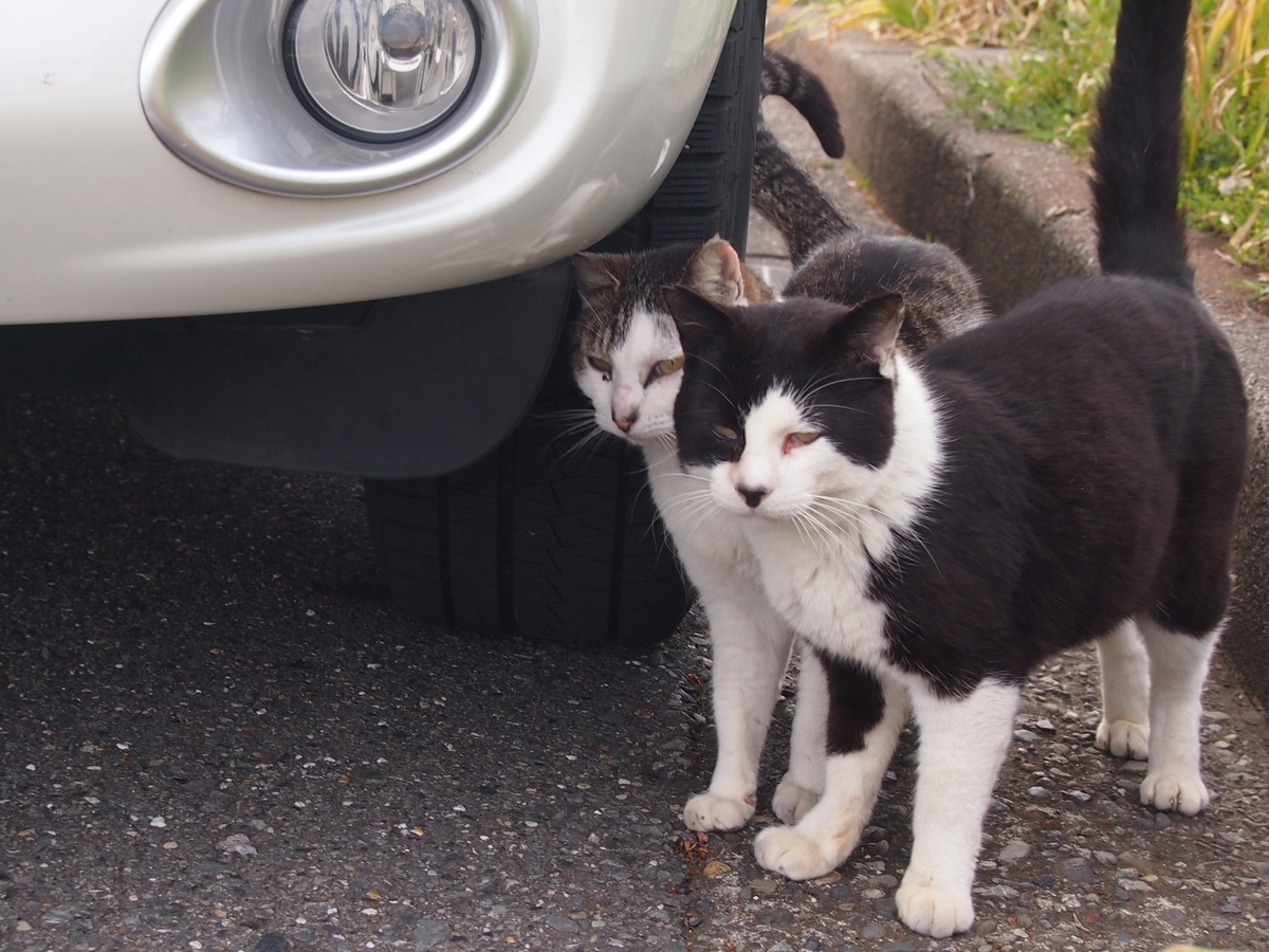 城ケ崎公園　ねこ