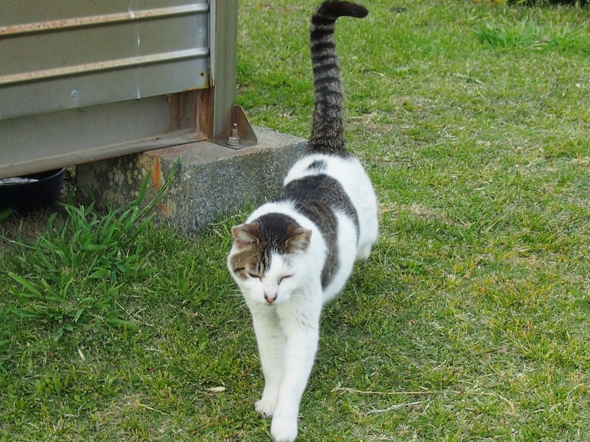 城ケ崎公園　ねこ