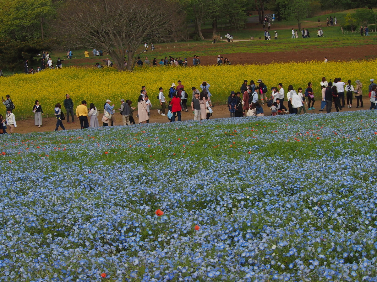 f:id:rikezyosan:20200224185651j:plain