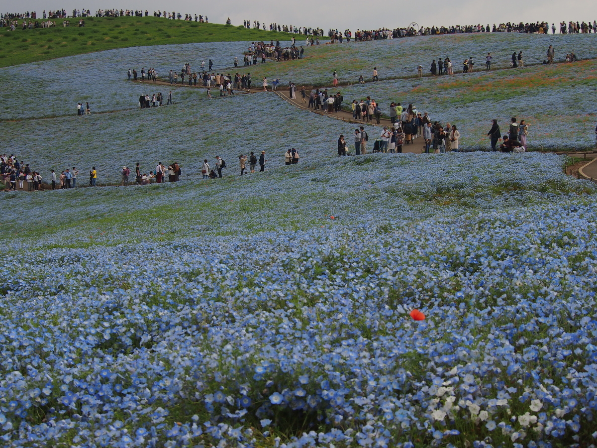 f:id:rikezyosan:20200224185701j:plain