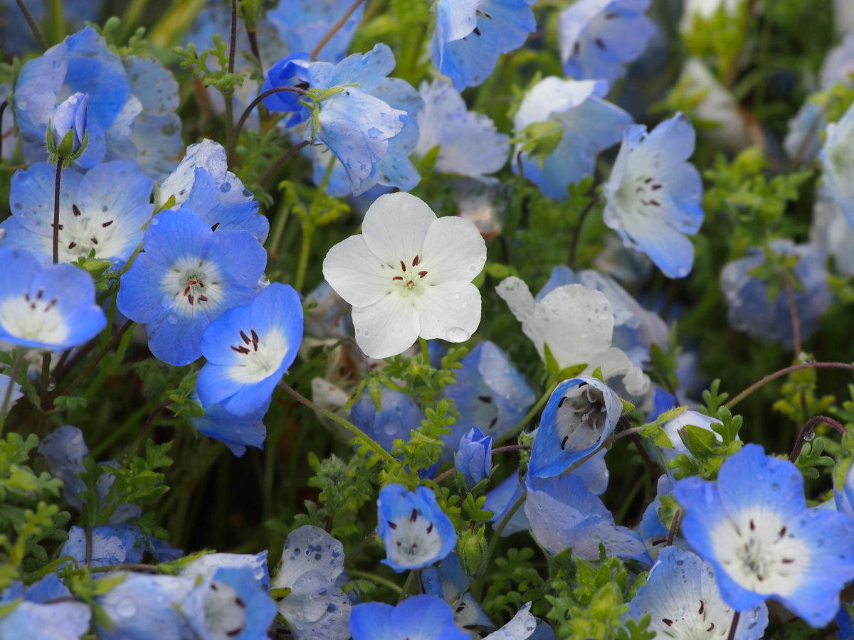 f:id:rikezyosan:20200224185749j:plain