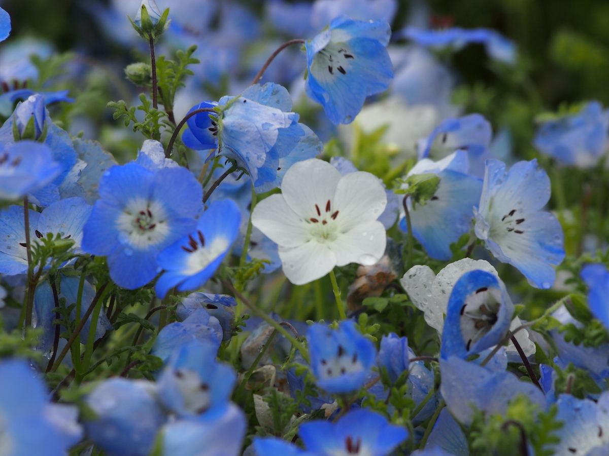 f:id:rikezyosan:20200224185759j:plain