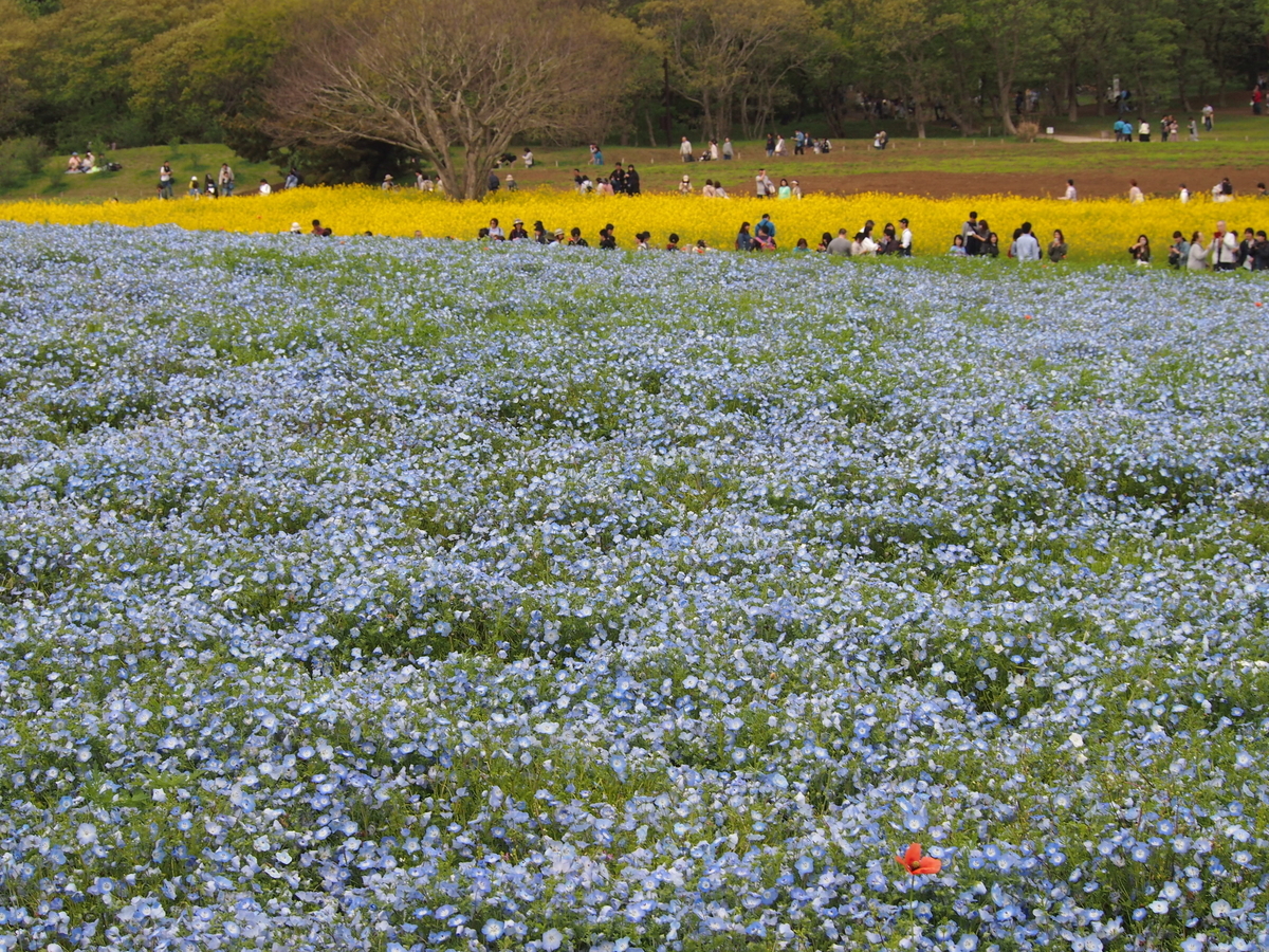 f:id:rikezyosan:20200224185818j:plain