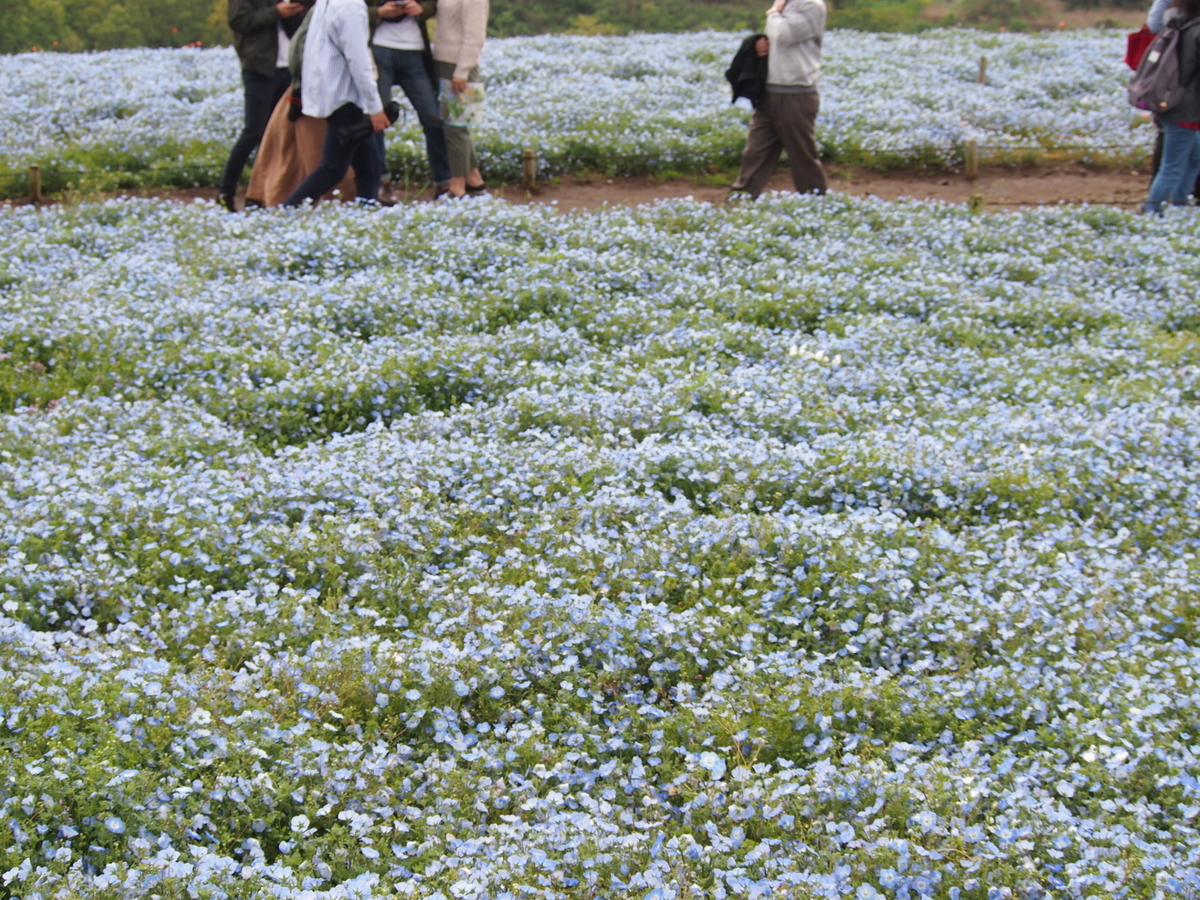 f:id:rikezyosan:20200224185846j:plain