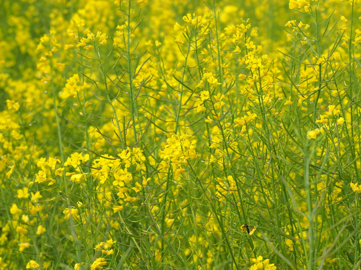 f:id:rikezyosan:20200224185922j:plain