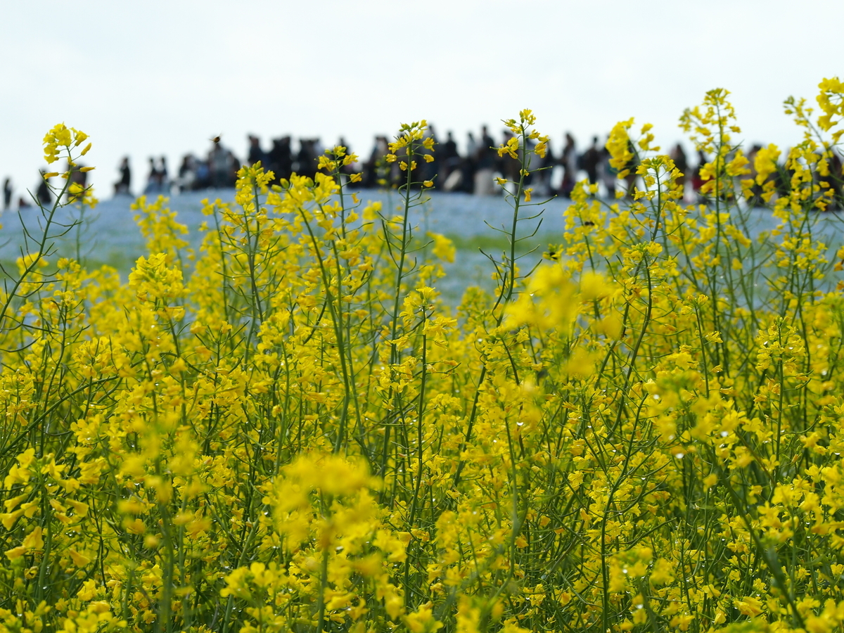 f:id:rikezyosan:20200224185935j:plain