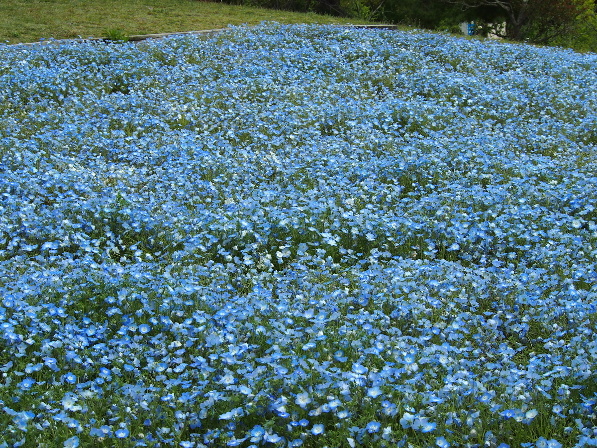 f:id:rikezyosan:20200224190008j:plain