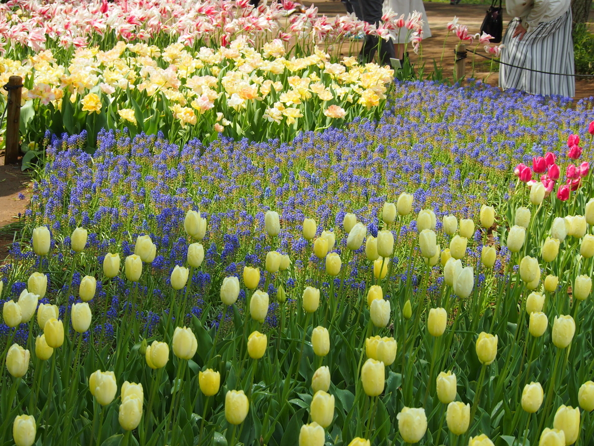 f:id:rikezyosan:20200224190047j:plain