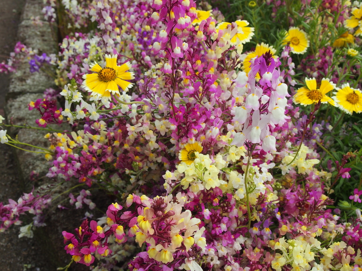 f:id:rikezyosan:20200224190211j:plain