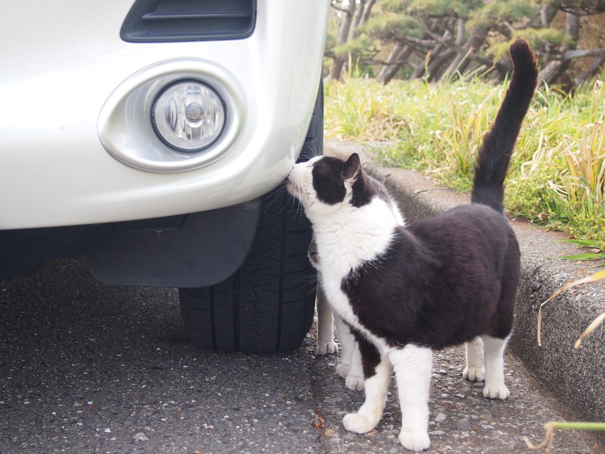 城ケ崎公園　ねこ