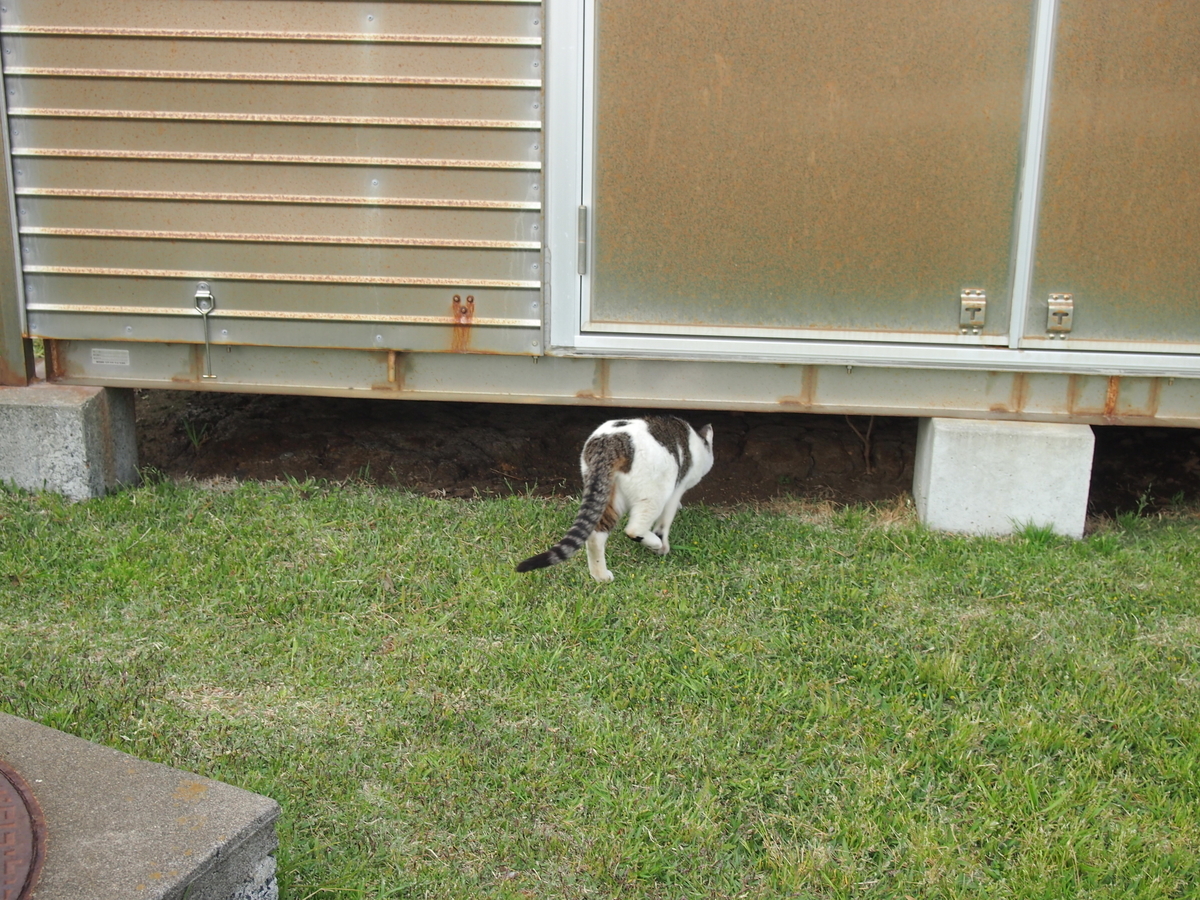 城ケ崎公園　ねこ