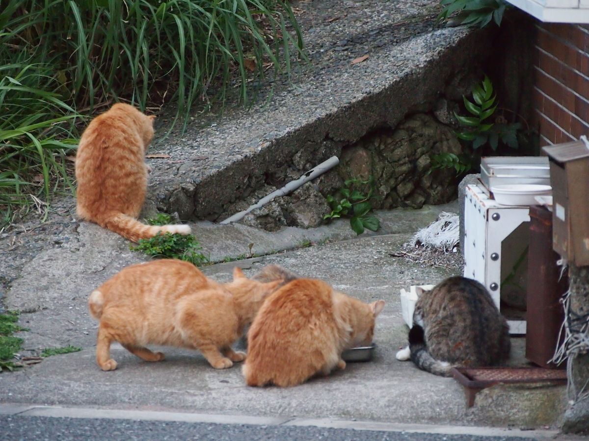三崎港　ネコ