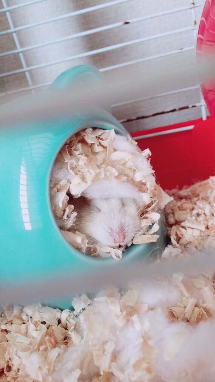 f:id:rikitagiri:20181028195807j:image