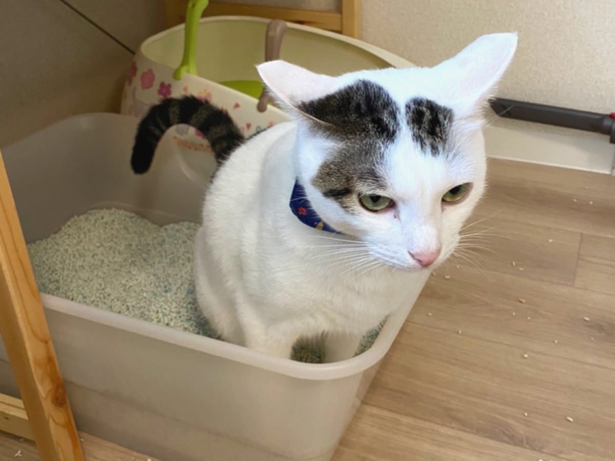 トイレ改善後