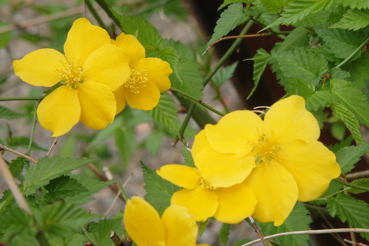 f:id:rikkachange:20190413212301j:plain