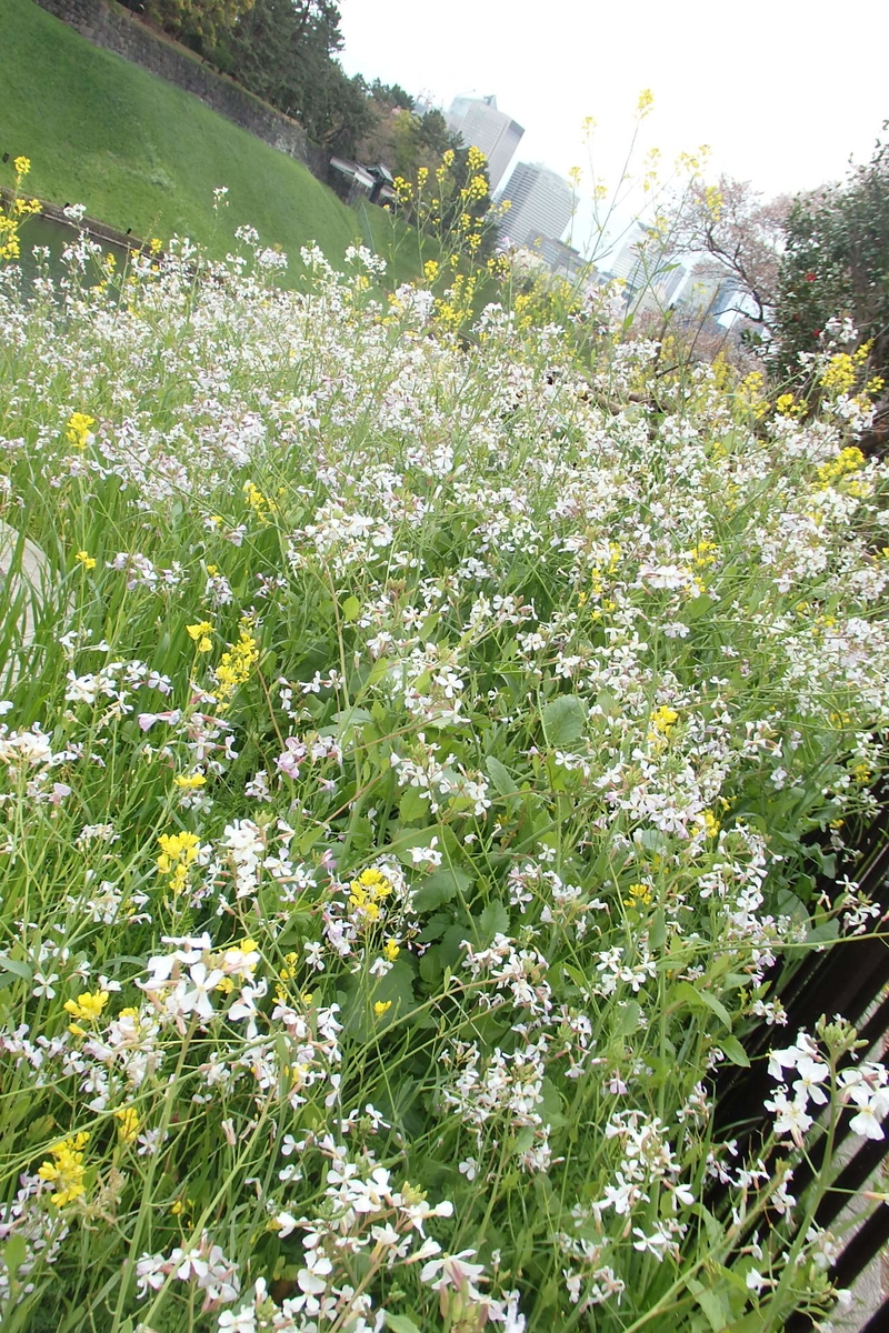 f:id:rikkachange:20190413212308j:plain