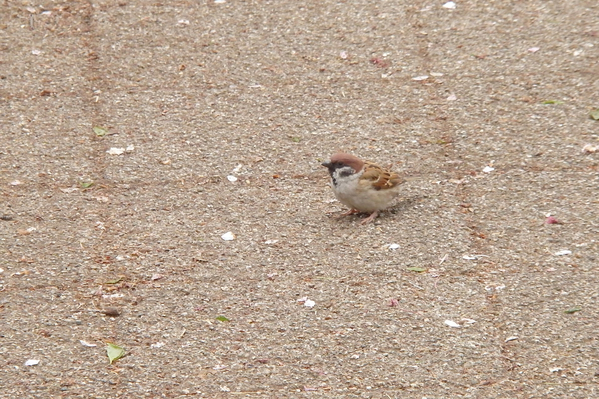 f:id:rikkachange:20190413212338j:plain