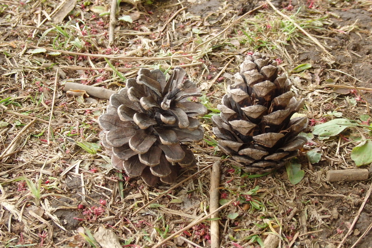 f:id:rikkachange:20190413212350j:plain