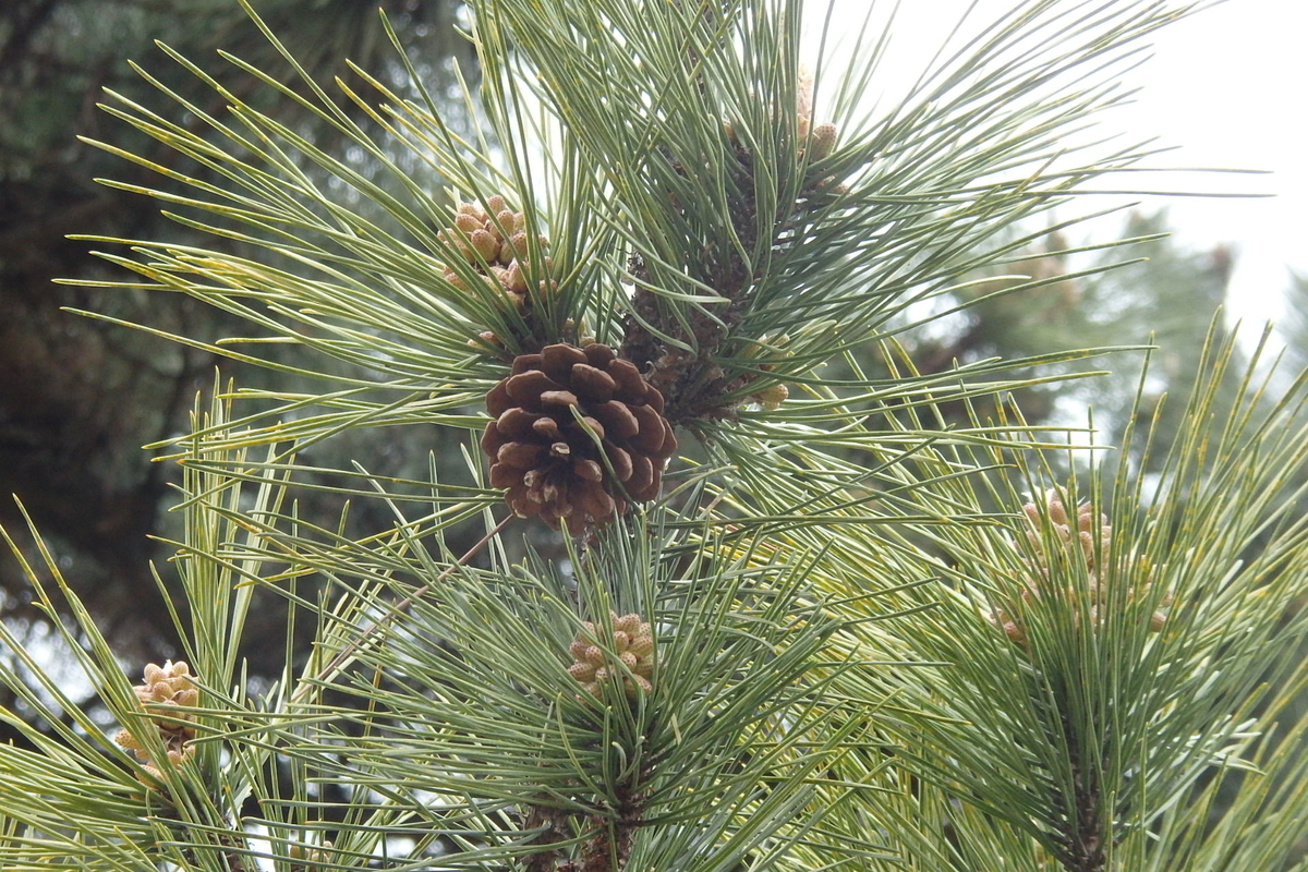 f:id:rikkachange:20190413212404j:plain