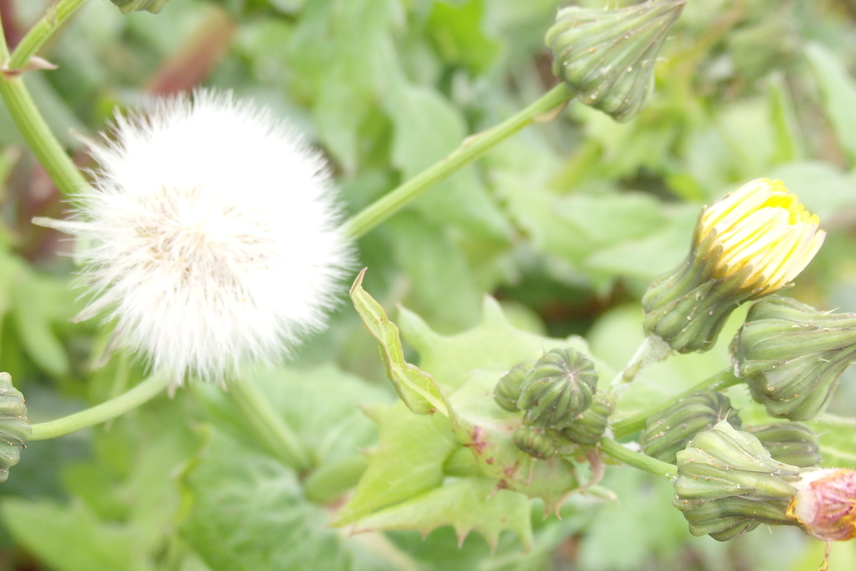 f:id:rikkachange:20190413212427j:plain