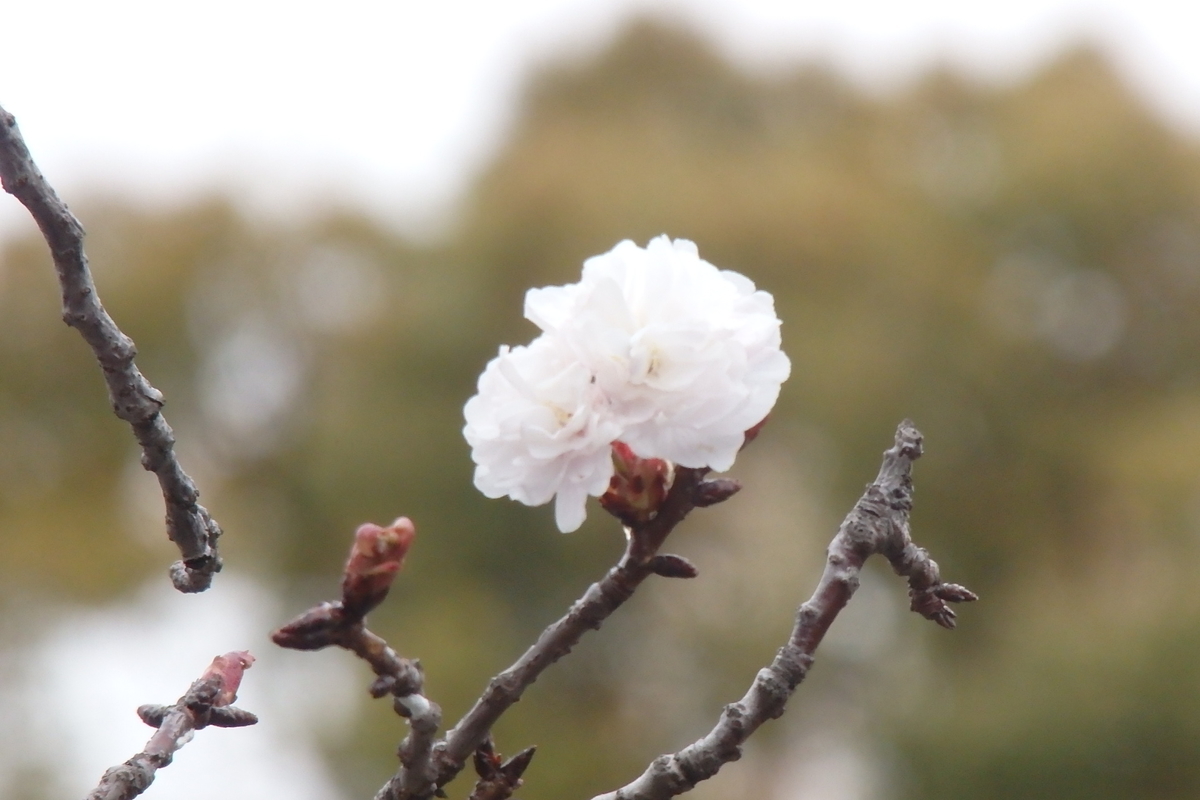 f:id:rikkachange:20190413212446j:plain