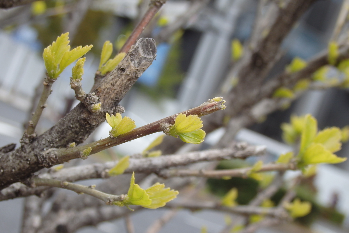 f:id:rikkachange:20190413212455j:plain