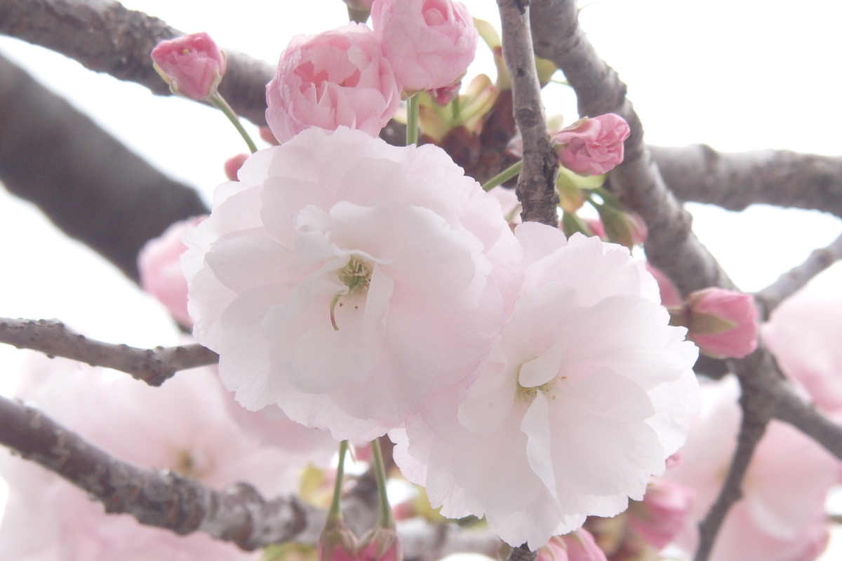 f:id:rikkachange:20190413212507j:plain