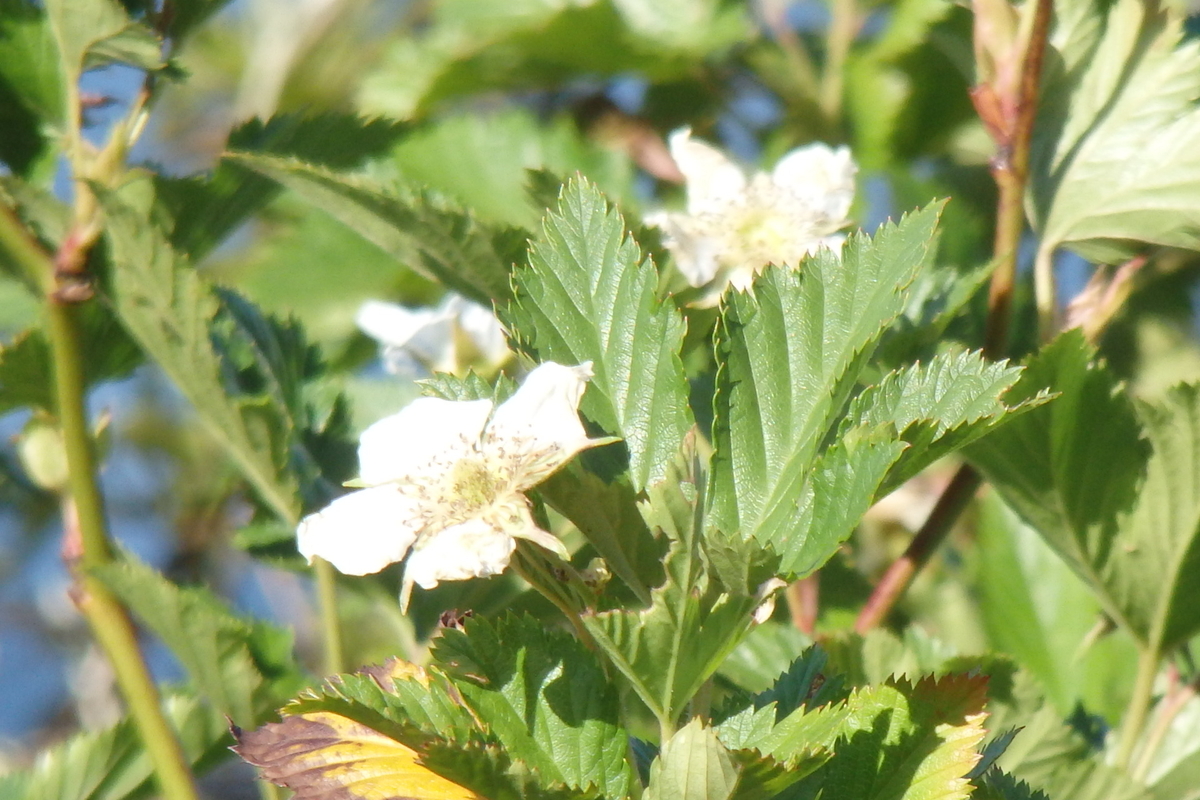 f:id:rikkachange:20190419215350j:plain