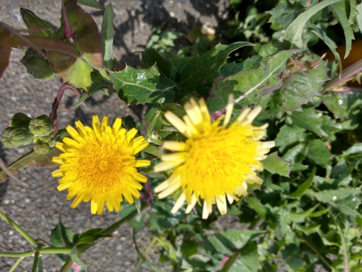 f:id:rikkachange:20190424112109j:plain