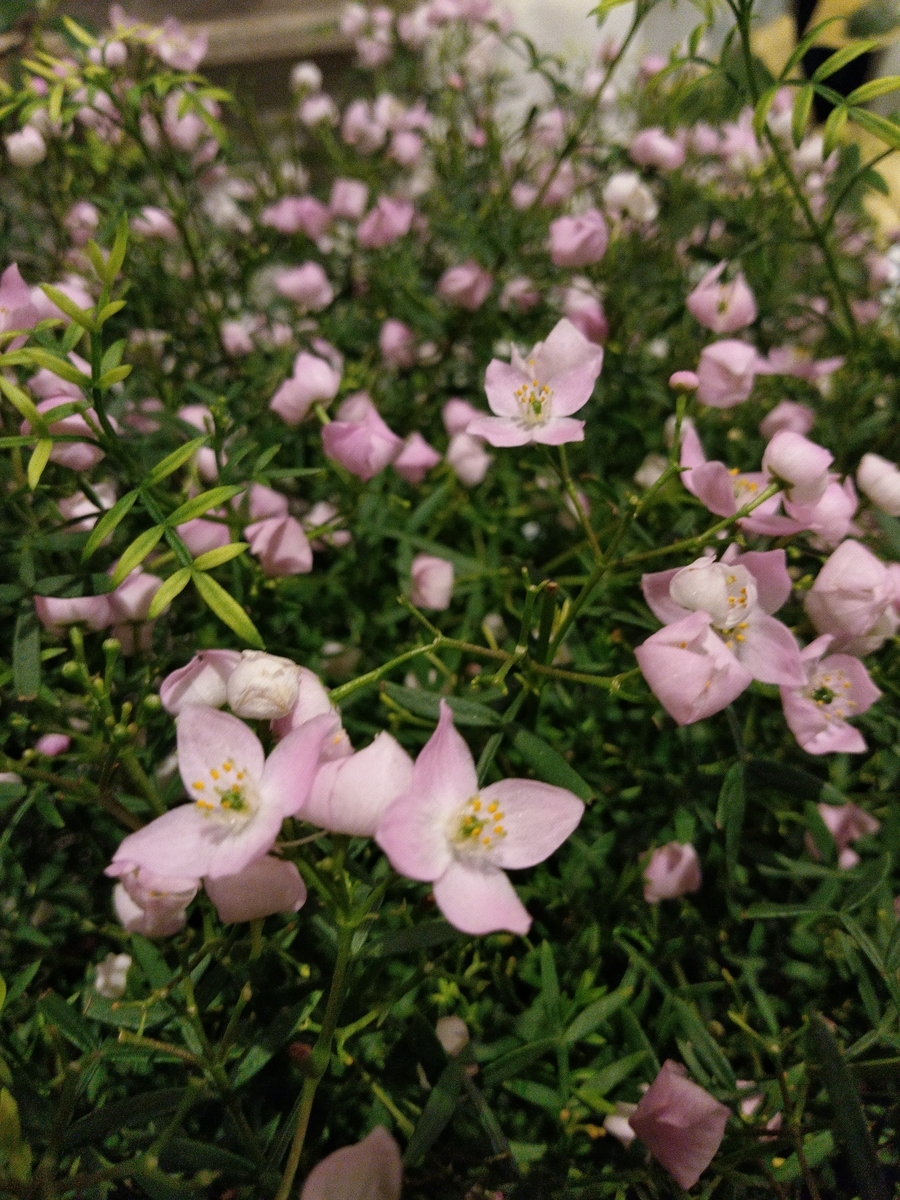 f:id:rikkachange:20190424112317j:plain