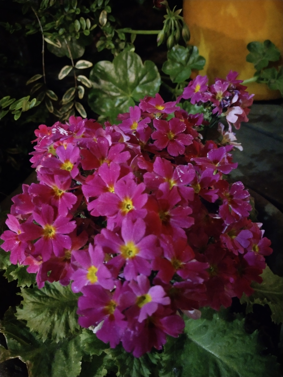 f:id:rikkachange:20190424112419j:plain