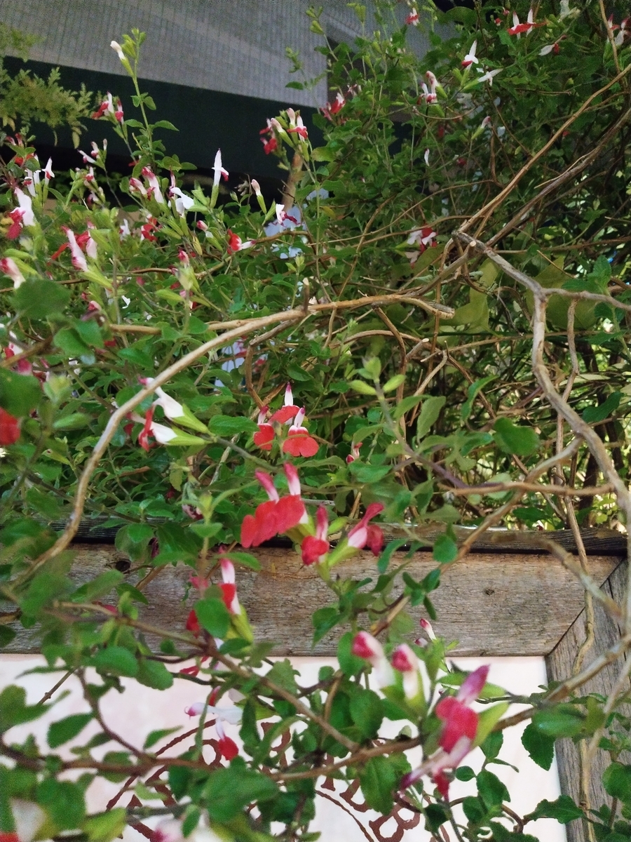 f:id:rikkachange:20190424112501j:plain