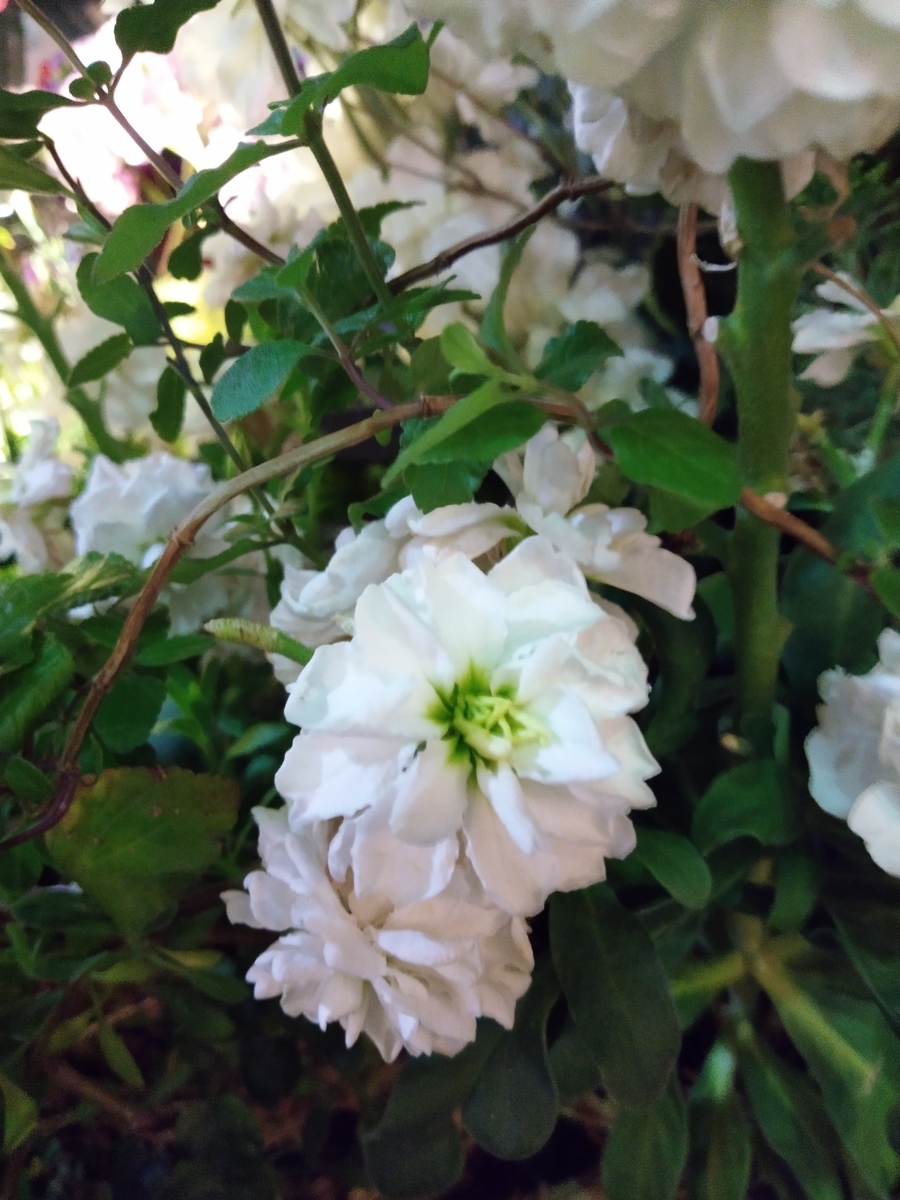 f:id:rikkachange:20190424112538j:plain