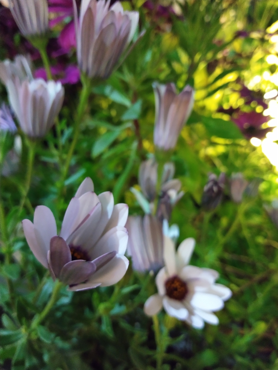 f:id:rikkachange:20190424112612j:plain