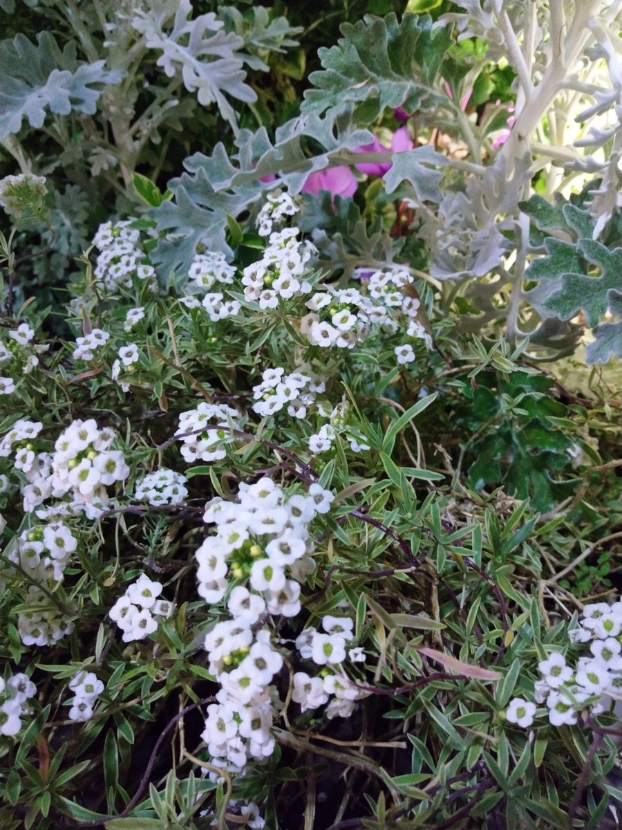 f:id:rikkachange:20190424112829j:plain