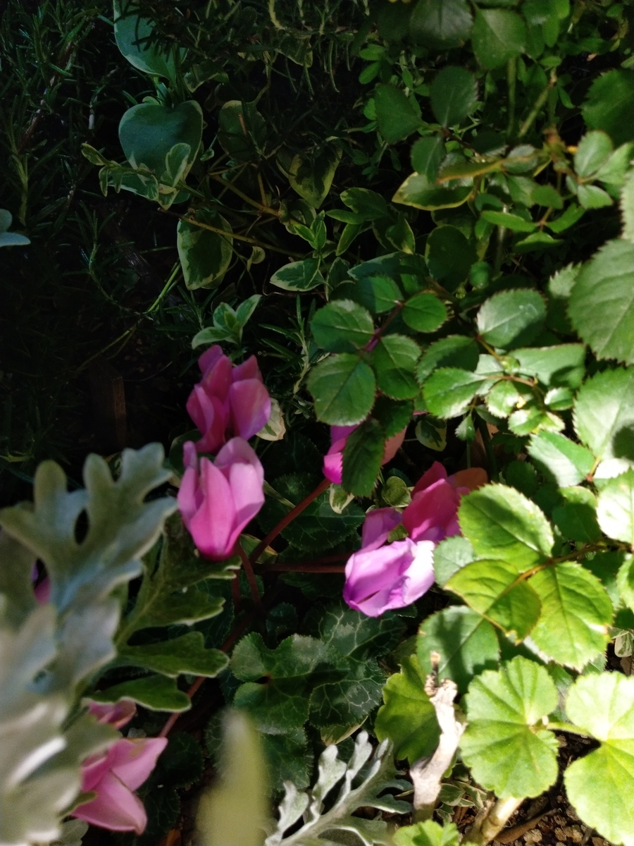 f:id:rikkachange:20190424112911j:plain