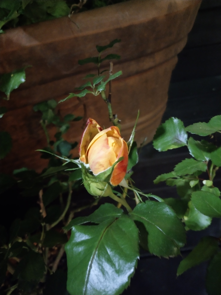 f:id:rikkachange:20190424113054j:plain